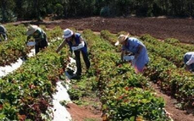 Línea de crédito subsidiado por ANDE para Mipymes del agro.