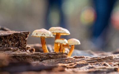 Se realizó la “Ruta del Hongo: Encuentro del mundo Fungi”, actividad impulsada por Montes del Plata.