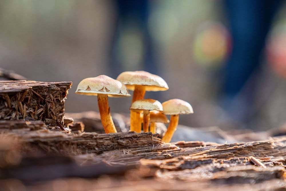 Se realizó la “Ruta del Hongo: Encuentro del mundo Fungi”, actividad impulsada por Montes del Plata.