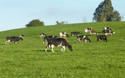 Productores lecheros chilenos, alertan sobre daño ecológico causado por perros.