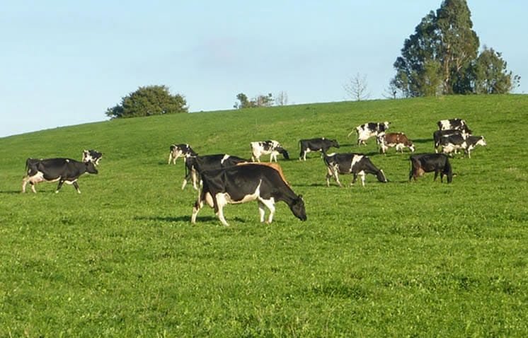Productores lecheros chilenos, alertan sobre daño ecológico causado por perros.