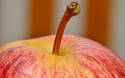 Día Mundial de la Inocuidad de los Alimentos: preparémonos para lo imprevisto.