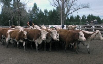 Montero & Fernández, con una posta ágil y mercado firme en el Campanero.