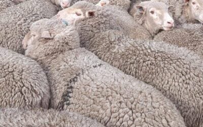 Puppo: Cuando Europa empiece a demandar, habrá recuperación de precios en lanas finas.