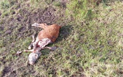 Ante la pasividad oficial, los perros también atacan y dan muerte a terneros.