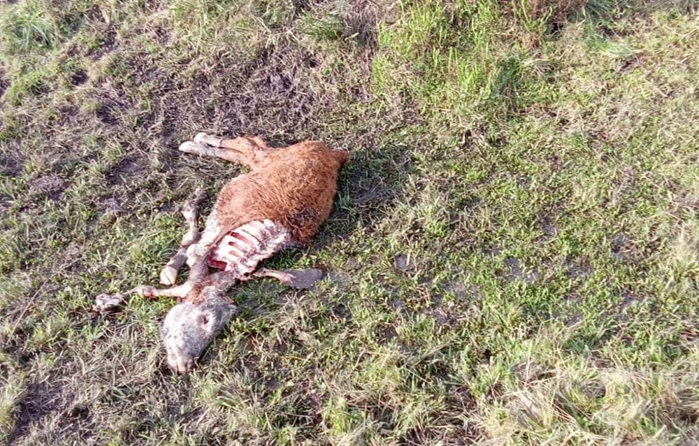 Ante la pasividad oficial, los perros también atacan y dan muerte a terneros.