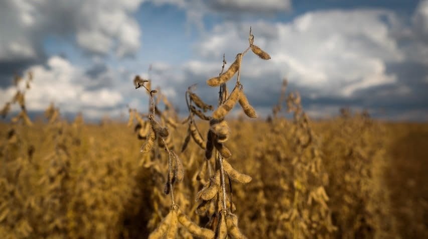 EE.UU. Exportaciones de soja superan expectativas e impulsan el mercado