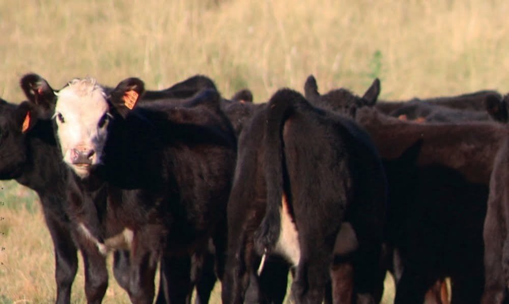 Plaza Rural recibe el invierno con un gran remate, por oferta y calidad.