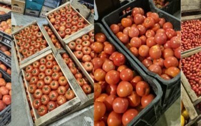 Granja: incremento de la oferta de tomates, principalmente Cherry.