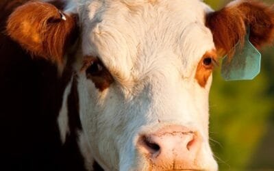 Desde las 08.30 horas de hoy, remate de Pantalla Uruguay con importante oferta.