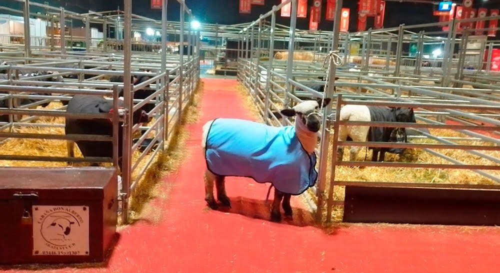 La participación de estudiantes uruguayos en la exposición argentina es “una experiencia inolvidable”.