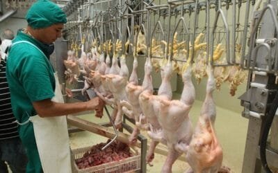 España celebra la apertura del mercado chino para su carne de ave.