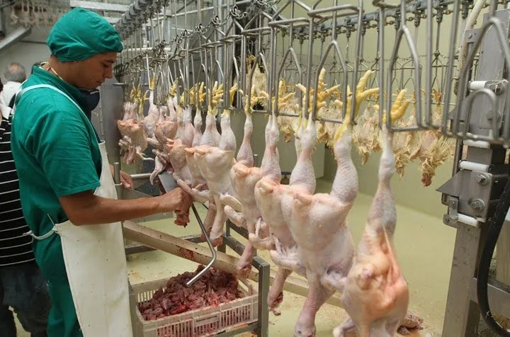 España celebra la apertura del mercado chino para su carne de ave.