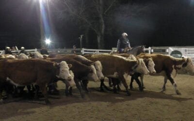 Montero & Fernández con pista muy firme y buenos los valores en Campanero.