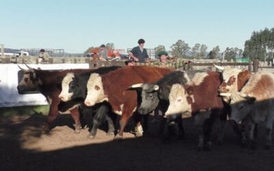 Cuchilla de Silvera volvió a mostrar una pista dinámica y bien cotizada.