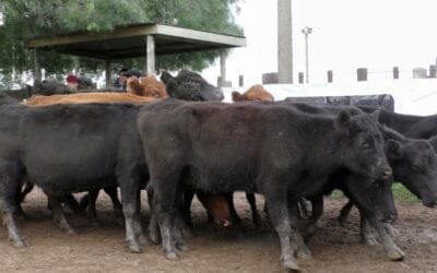 Escritorios Cuchilla de Silvera SRL y Gustavo Basso: Mercado ajustado al momento.