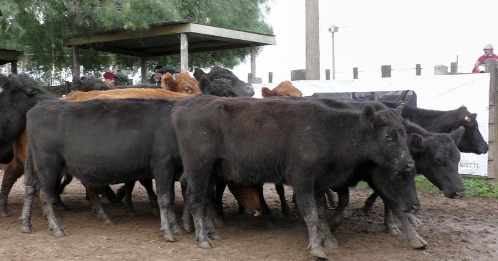 Escritorios Cuchilla de Silvera SRL y Gustavo Basso: Mercado ajustado al momento.