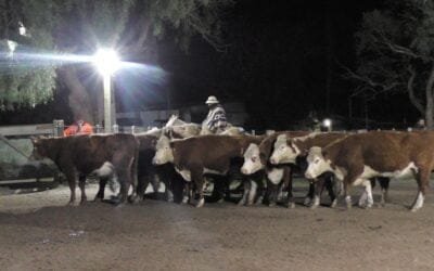 Pedro Clavijo Negocios Rurales, en Don Bernardo, mostró una pista firme de interesantes valores.