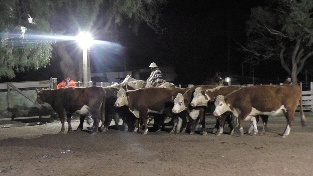 Pedro Clavijo Negocios Rurales, en Don Bernardo, mostró una pista firme de interesantes valores.