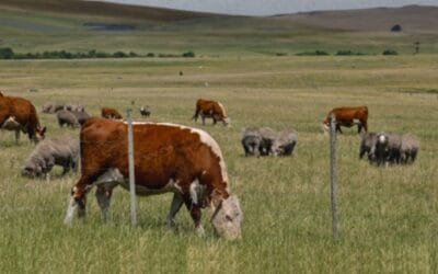 El 31 de julio en INIA Tacuarembó: “¿La mejor del mundo? Carne Uruguaya: Ciencia y contexto internacional”.