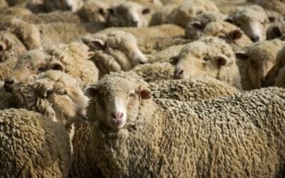 Gira Merino Australiano: cruzamientos para producción de lana más fina