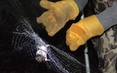 Ante la confirmación de un murciélago con rabia, el MSP difundió información.