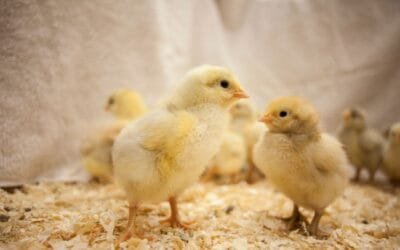 Excremento en el gallinero: desarrollo de pruebas de diagnóstico basadas en heces para pollos de engorde.