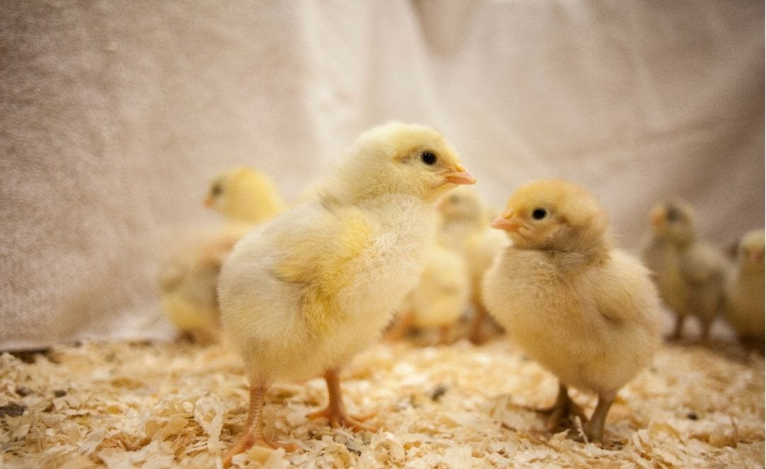 Excremento en el gallinero: desarrollo de pruebas de diagnóstico basadas en heces para pollos de engorde.