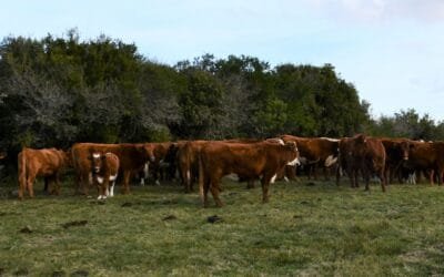 Sanidad argentina modificará algunas acciones vinculadas al control de la garrapata.