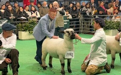 Expo Palermo. Histórica participación de la Hampshire Down de UTU.