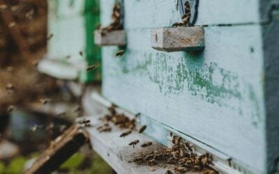 Facultad de Agronomía ayuda a conocer el comportamiento de las abejas en cultivos de manzano.