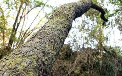 FAO: Los bosques se enfrentan a un creciente estrés climático en medio del aumento de la demanda de sus productos.