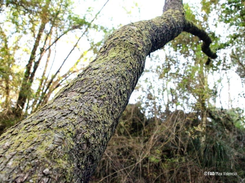 FAO: Los bosques se enfrentan a un creciente estrés climático en medio del aumento de la demanda de sus productos.