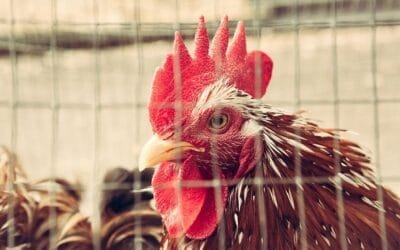 Brasil. Los ingresos por exportaciones de genética avícola en mazo, crecen 18,4%.