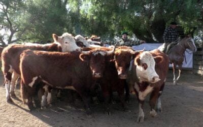 Agilidad y buenos valores en Cuchilla de Silvera.