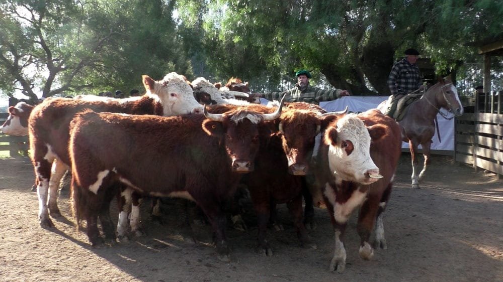 Agilidad y buenos valores en Cuchilla de Silvera.