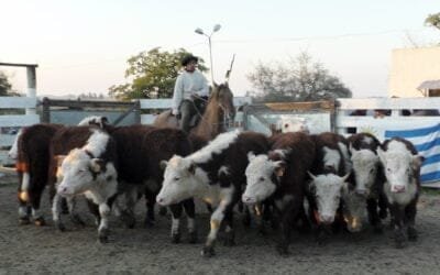 Pedro Clavijo Negocios Rurales: valores ajustados al momento en El Soldado.