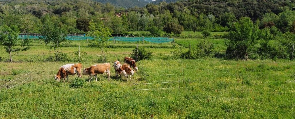 Uso extensivo del territorio es la mejor estrategia para revertir la despoblación en zonas rurales y proteger la naturaleza.