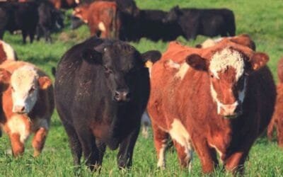 Lote 21 remata hoy importante oferta.