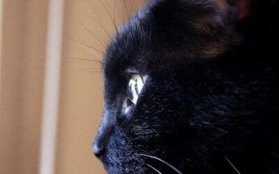 Detectan rabia en un gato en Salto; los ministerios de Ganadería y Salud Pública coordinan acciones.