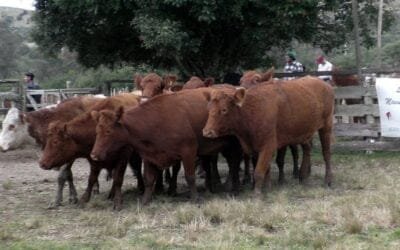 Manuel F. Porta condujo un remate de pista animada en La Querencia.