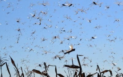 Langostas: Argentina declaró emergencia fitosanitaria por el riesgo de impacto de mangas.