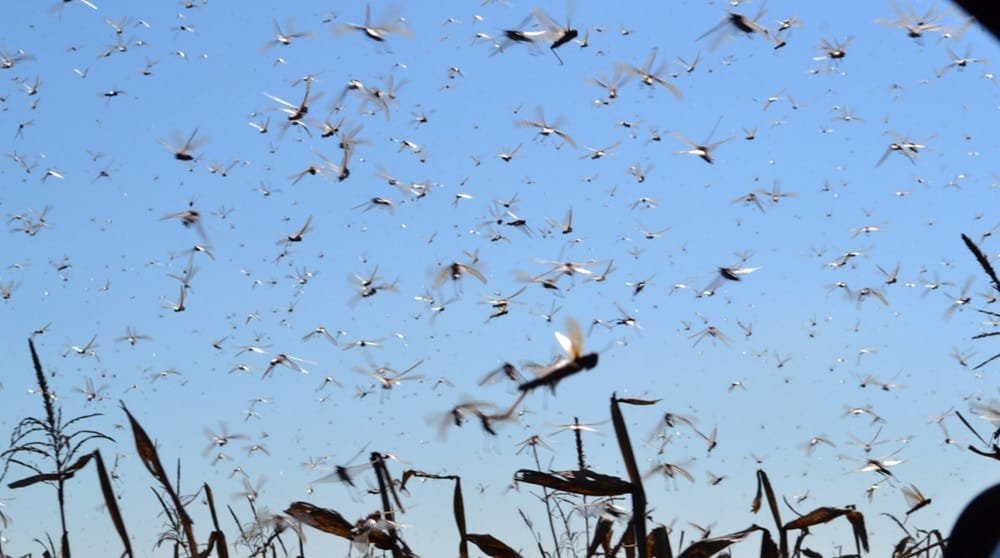 Langostas: Argentina declaró emergencia fitosanitaria por el riesgo de impacto de mangas.