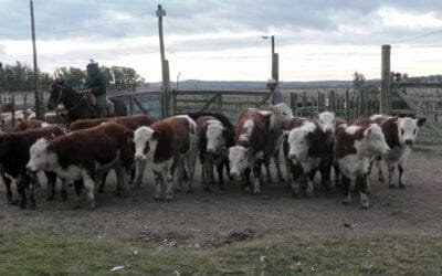 Con Carlos Bachino Agronegocios, firme la pista y buenos los precios en Los Amigos.