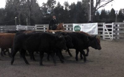 Pista ágil y de buenos valores para varias categorías, el remate de Montero & Fernández, en Campanero.