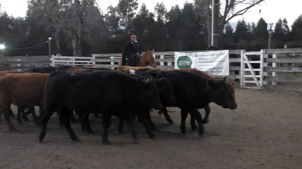 Pista ágil y de buenos valores para varias categorías, el remate de Montero & Fernández, en Campanero.