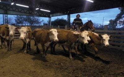 Ajustada al momento la pista en Ortíz, con Ricardo Bachino Grosso.