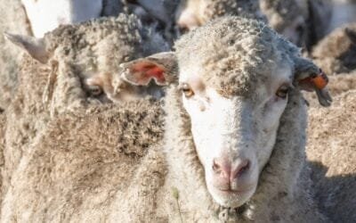 En agosto dos importantes jornadas ovinas, del SUL y el INIA.