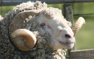 El promedio de la lana en Australia bajó a US$ 7,41.