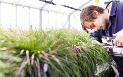 Nueva Zelanda iniciará ensayos de campo con pastos transgénicos desarrollados por científicos locales.